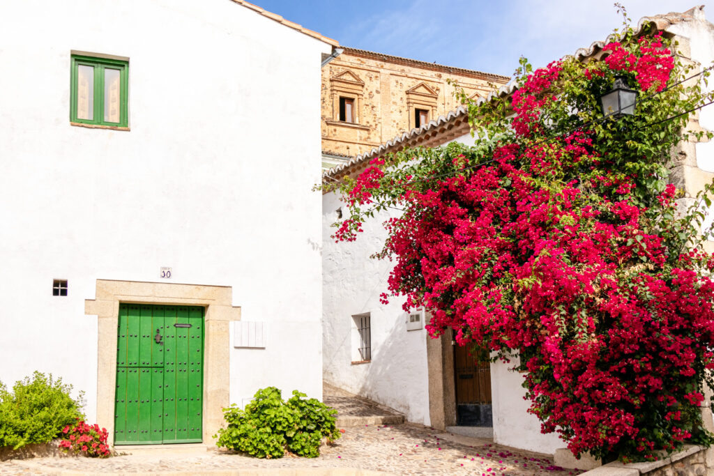 trailing magenta bougainvillea and a green door in the jewish quarter of caceres spain