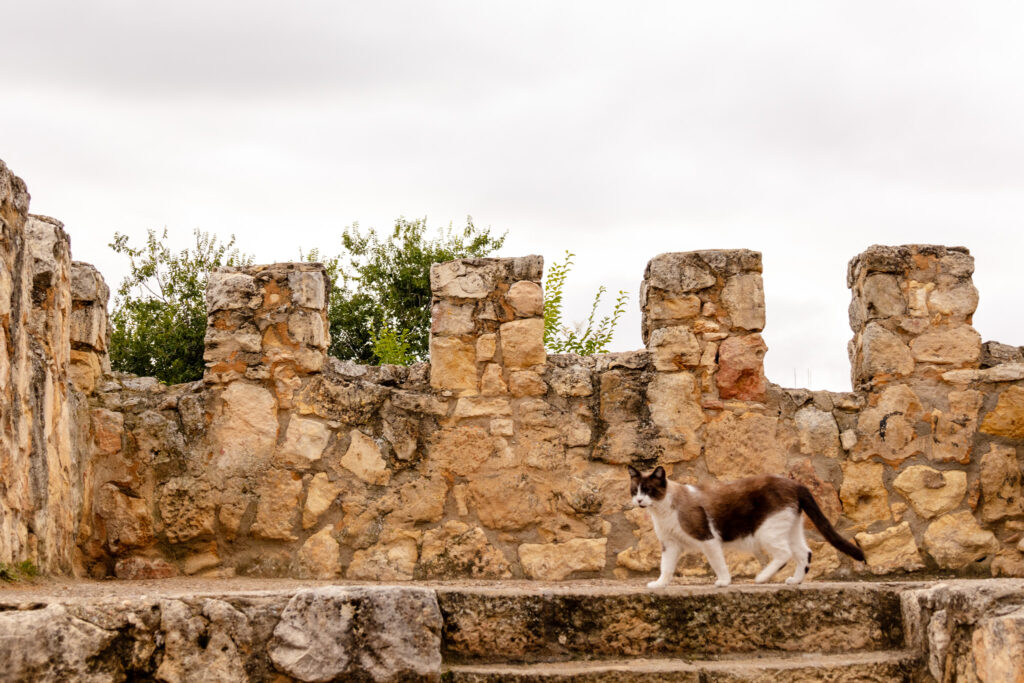 cat on city wall in Segovia