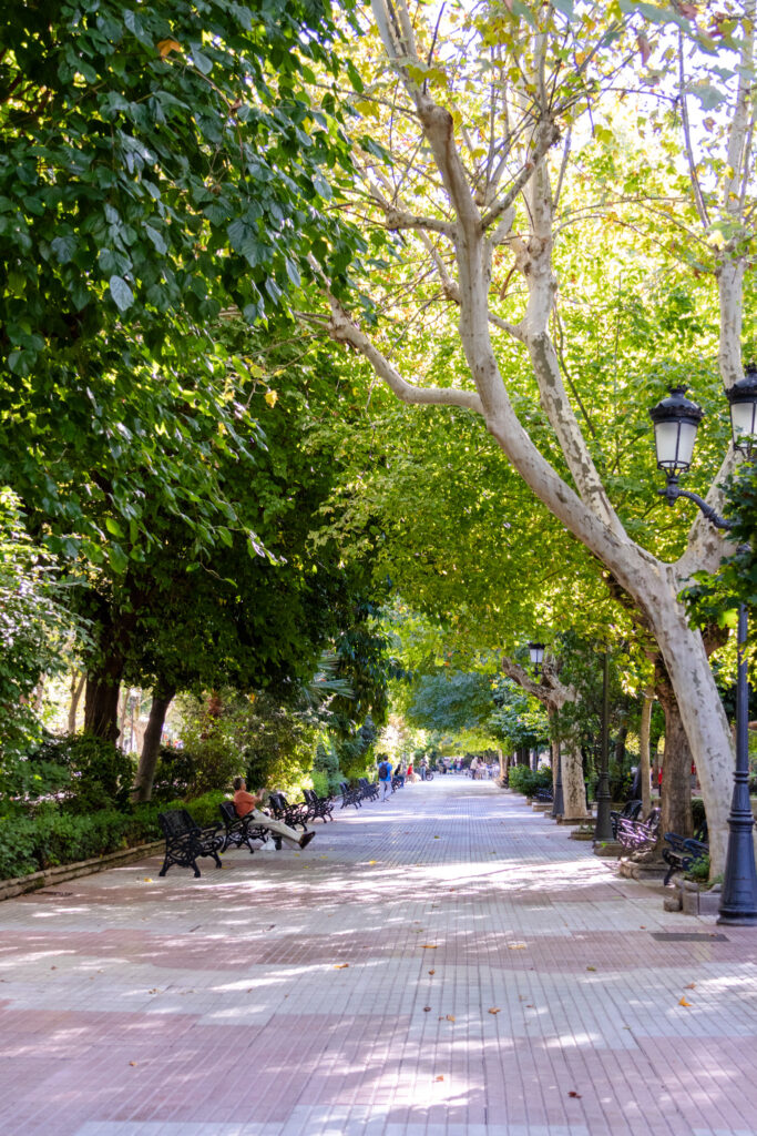 tree-lined paseo de caonovas park in caceres spain