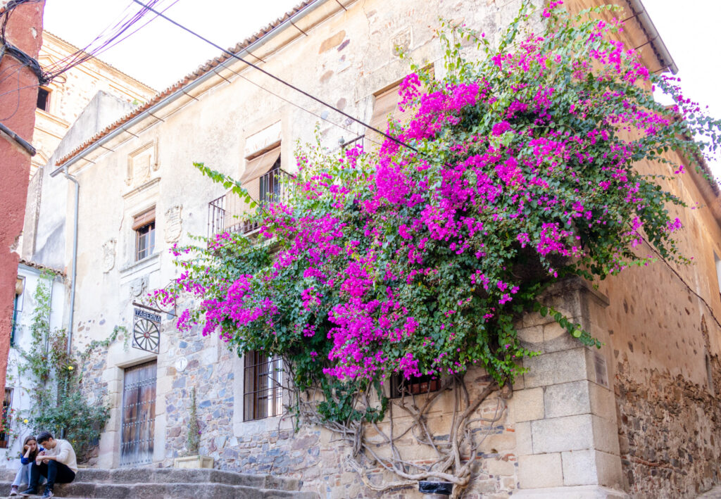 bougainvillea trailing down the side of a building in caceres spain