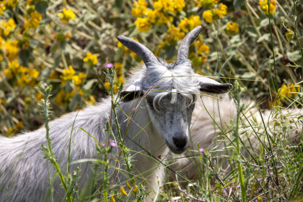 baby goat and yellow flowers