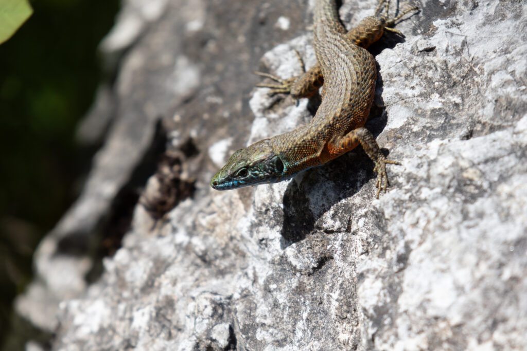 lizard near syri kalter theth blue eye