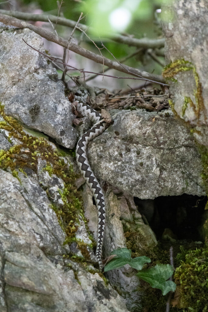 snake near syri kalter theth blue eye