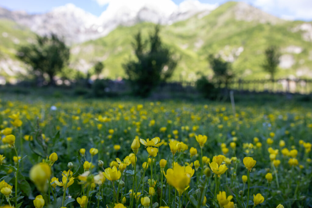 yellow flowers with Theth Village in the background