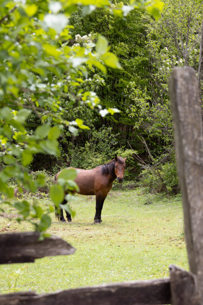horse looking at me