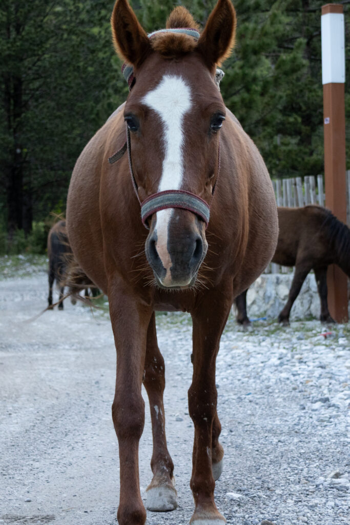 horse